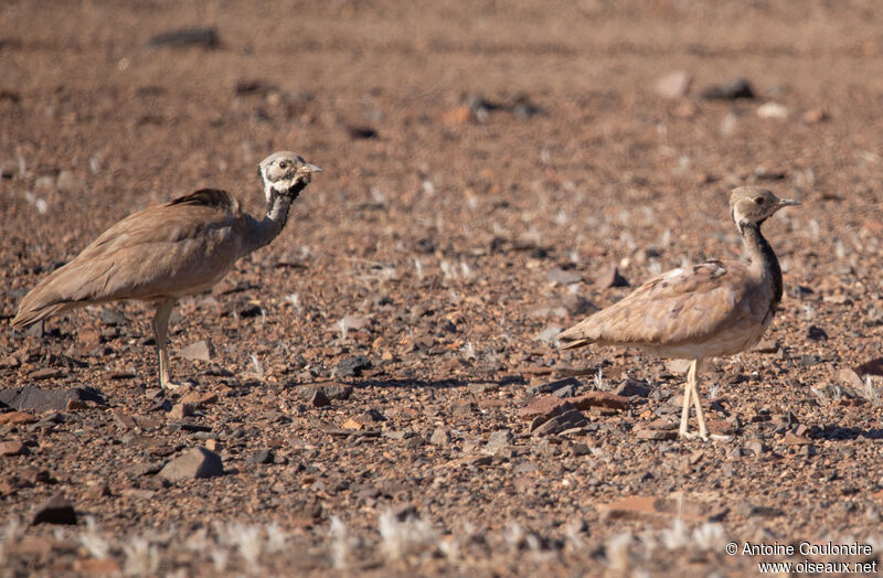 Rüppell's Korhaanadult breeding