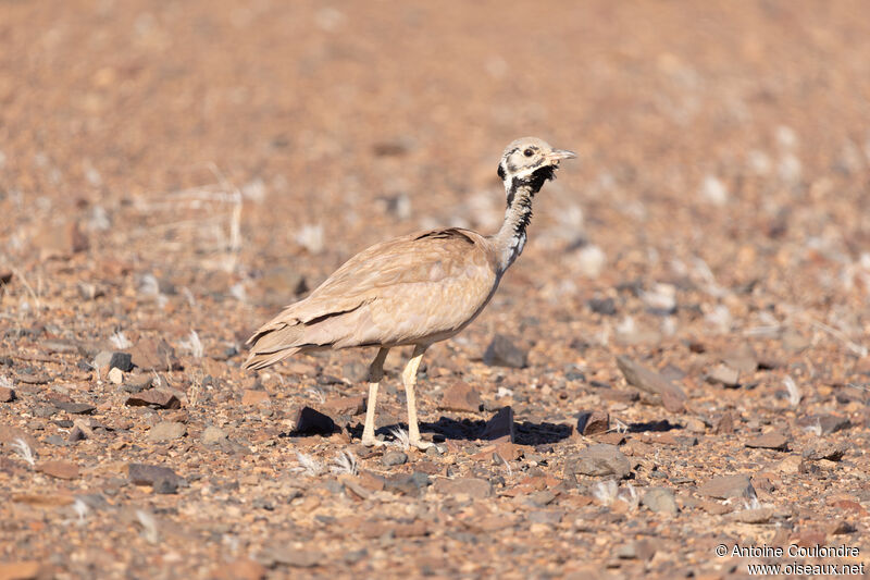 Rüppell's Korhaan male adult