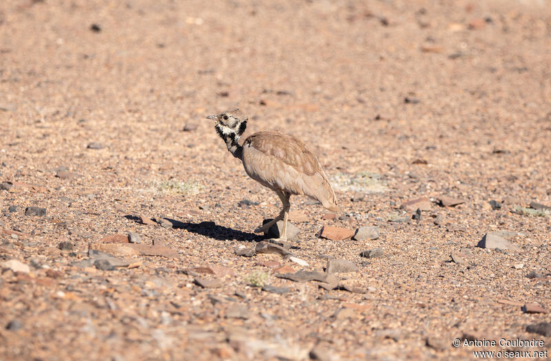 Rüppell's Korhaan male adult breeding