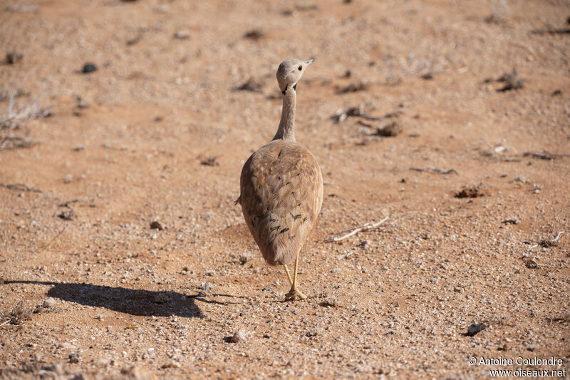 Karoo Korhaanadult