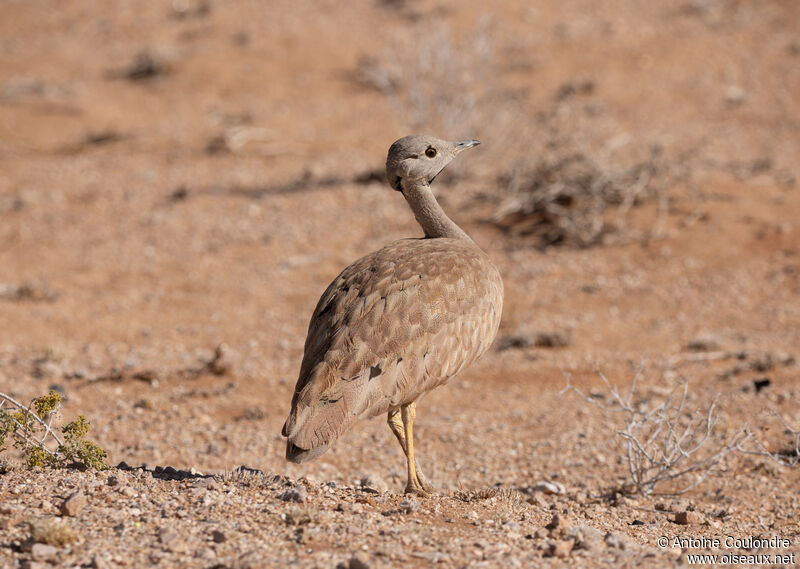 Karoo Korhaanadult