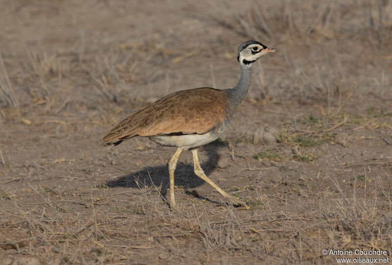 White-bellied Bustard male adult