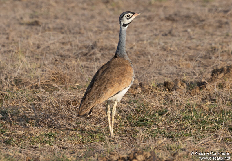 White-bellied Bustard male adult