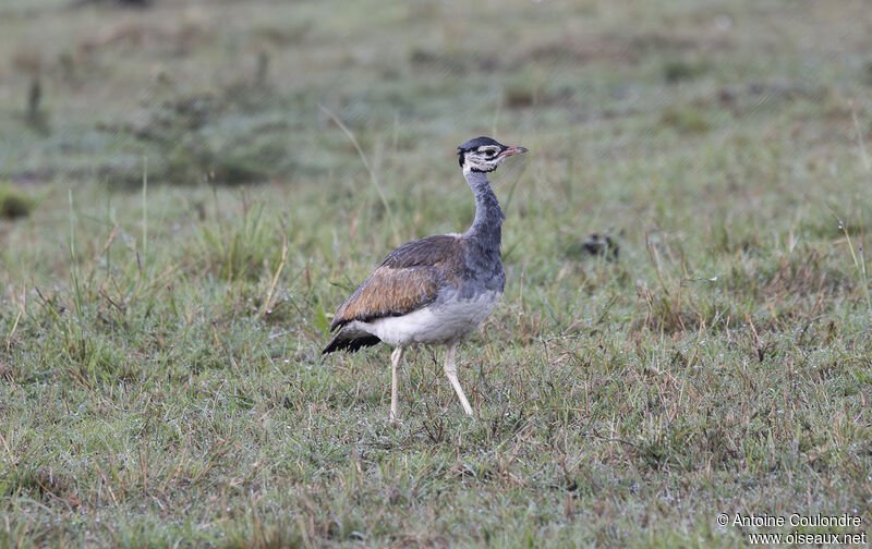 White-bellied Bustard male adult