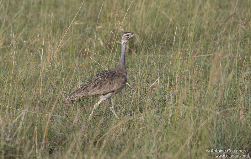 White-bellied Bustardadult