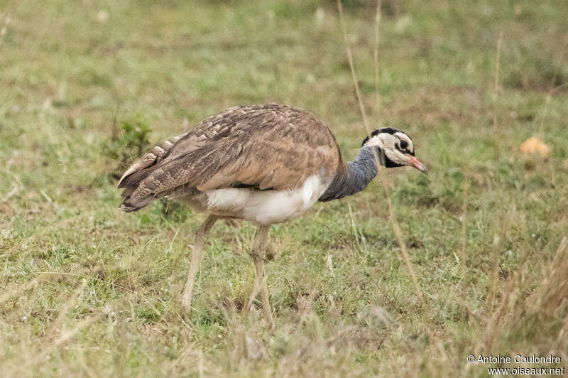 White-bellied Bustard male adult