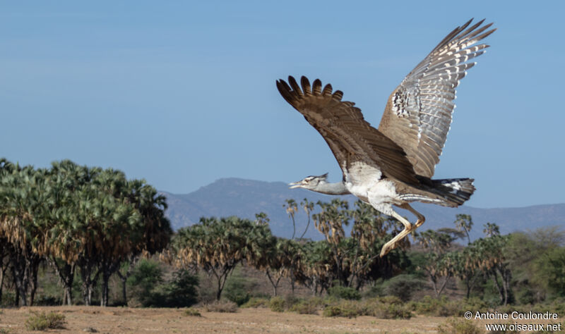 Kori Bustardadult, Flight