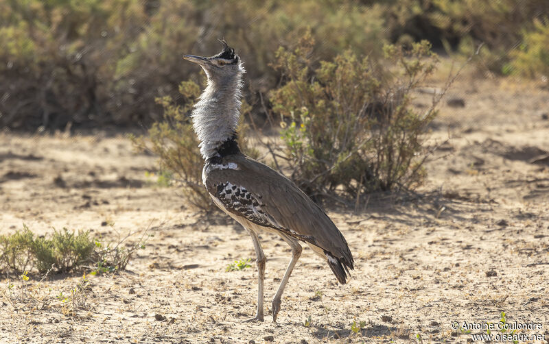 Kori Bustard male adult, courting display