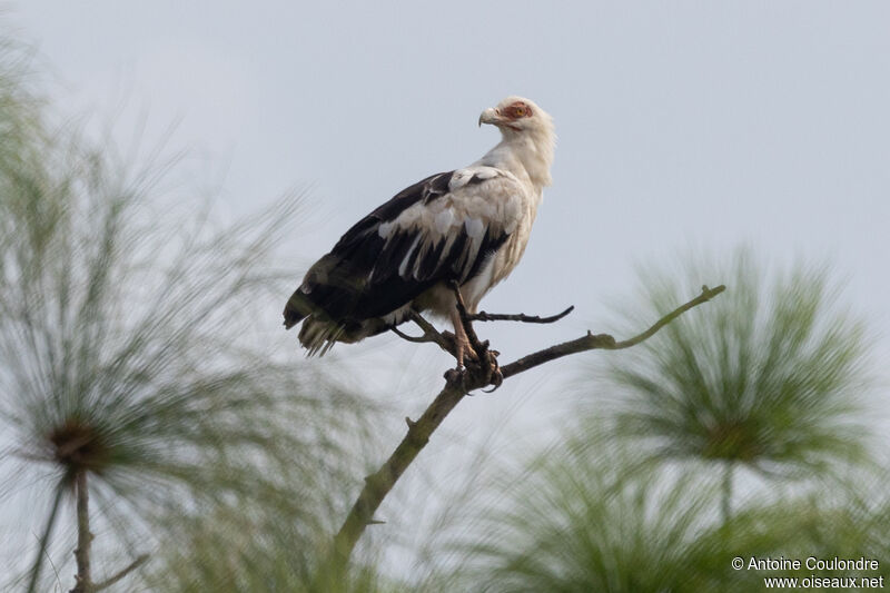 Palm-nut Vulture