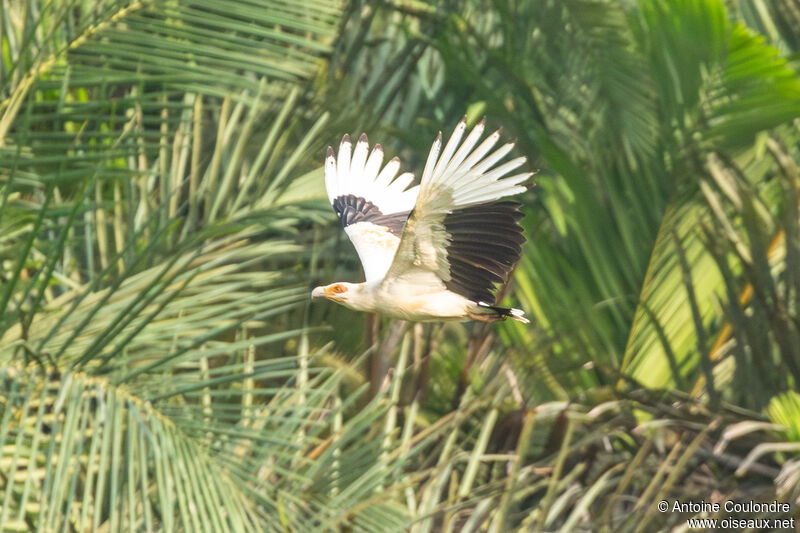 Palm-nut Vulture