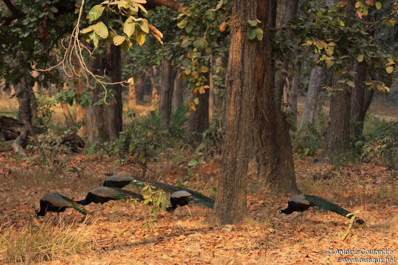 Indian Peafowl male adult, eats