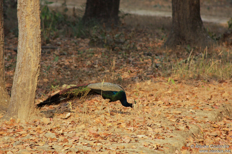 Indian Peafowl male adult, eats