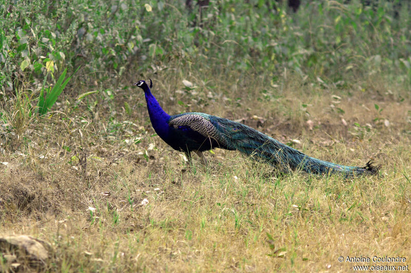 Indian Peafowl male adult