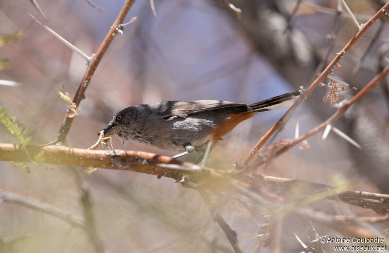 Chestnut-vented Warbleradult, fishing/hunting