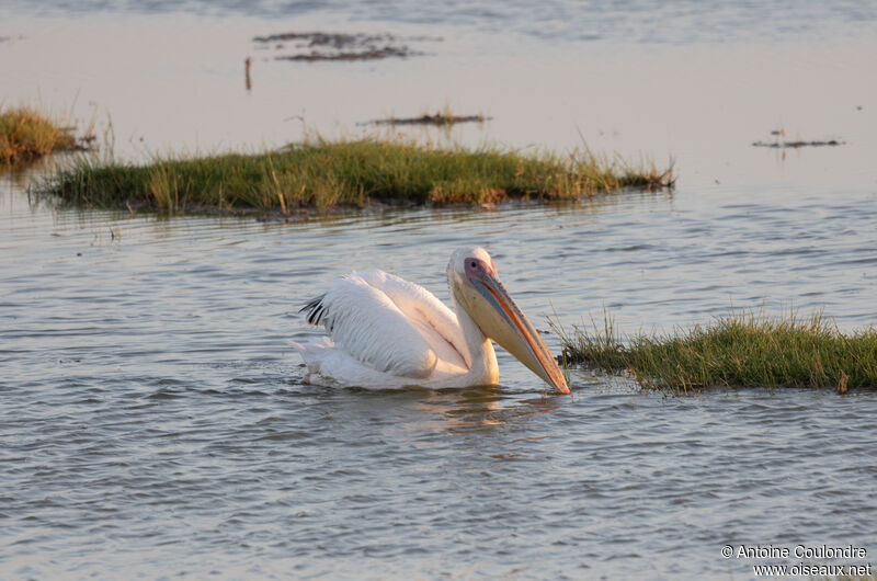 Great White Pelicanadult