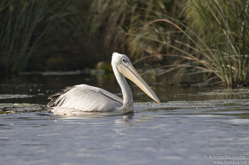 Pink-backed Pelican