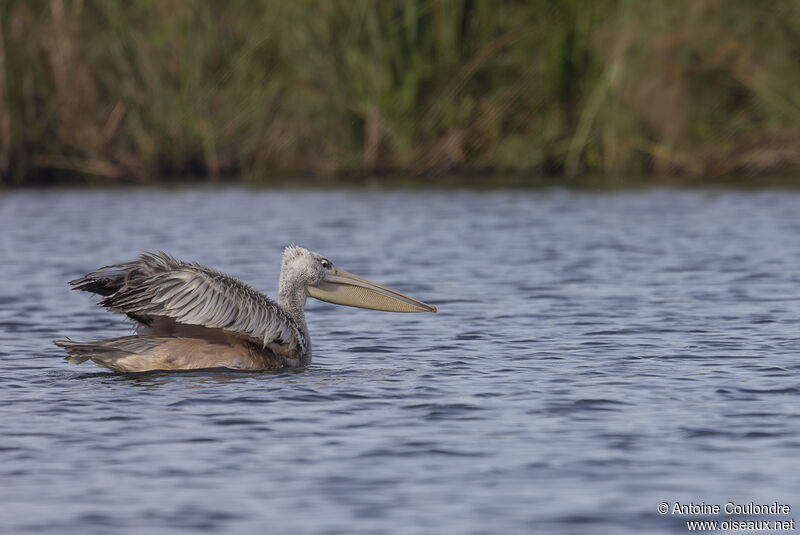 Pink-backed Pelicanadult