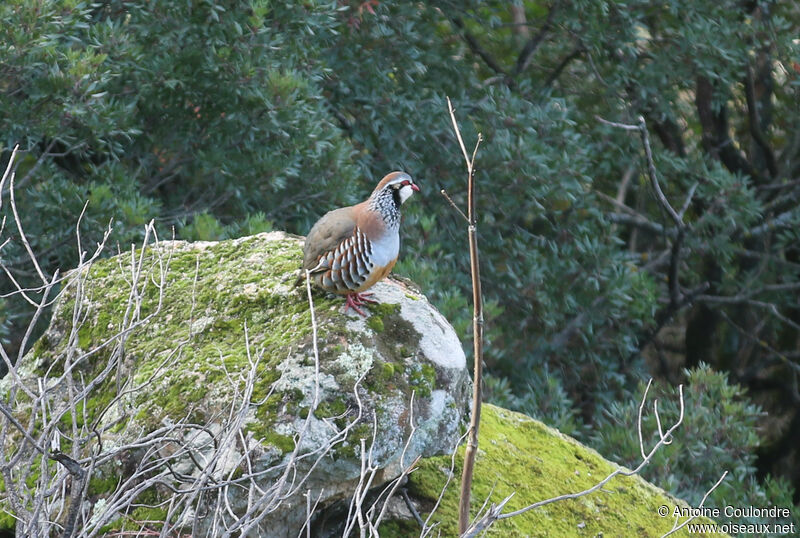 Red-legged Partridge male adult