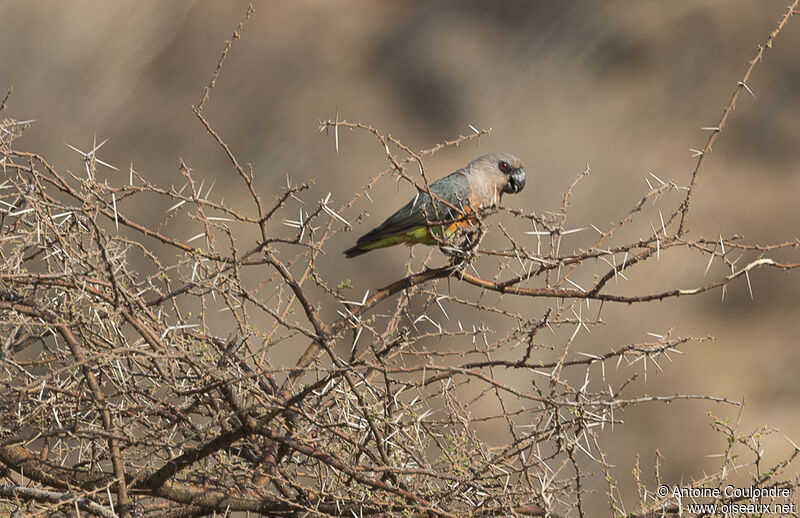 Red-bellied Parrot male adult breeding