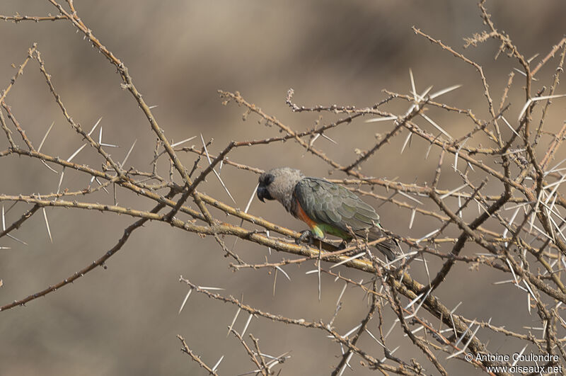 Red-bellied Parrot male adult breeding