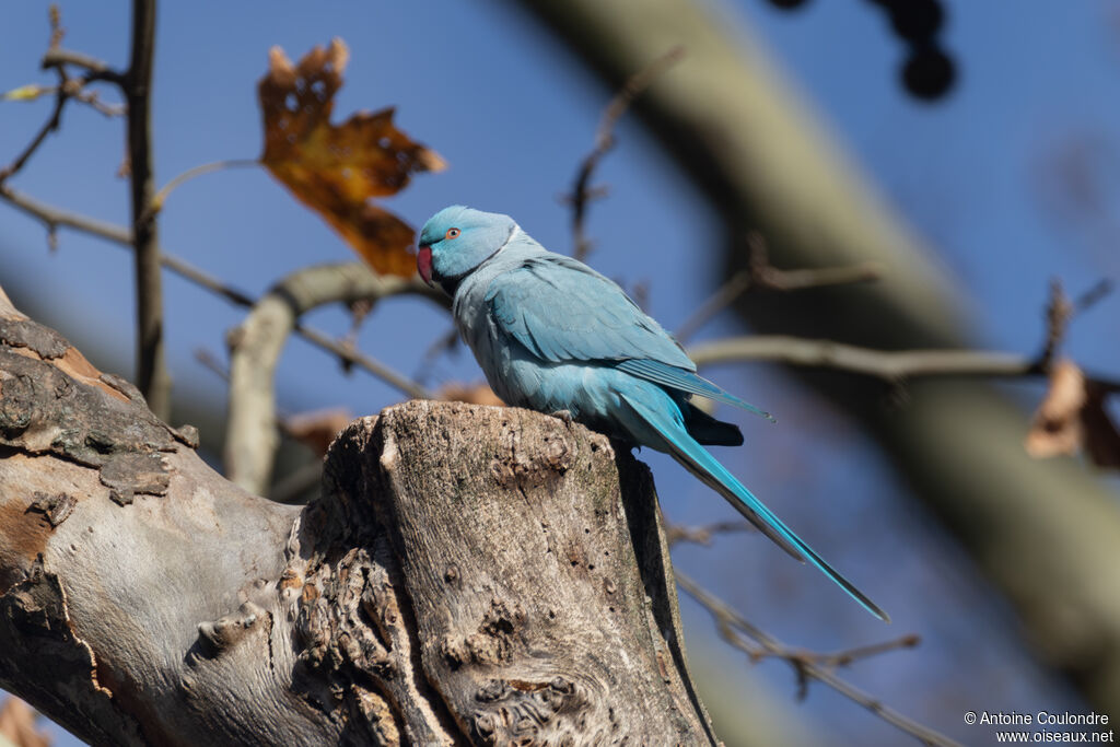 Perruche à collieradulte, pigmentation
