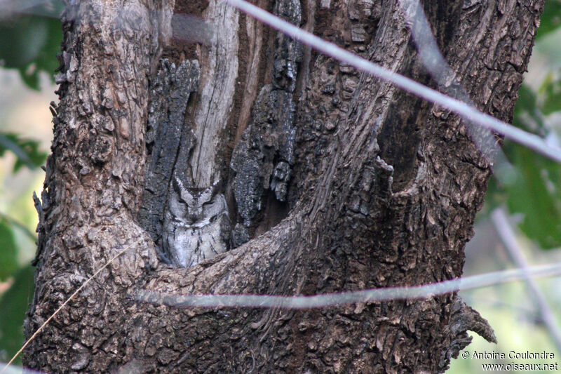 Pallid Scops Owl