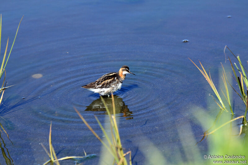 Phalarope à bec étroitadulte