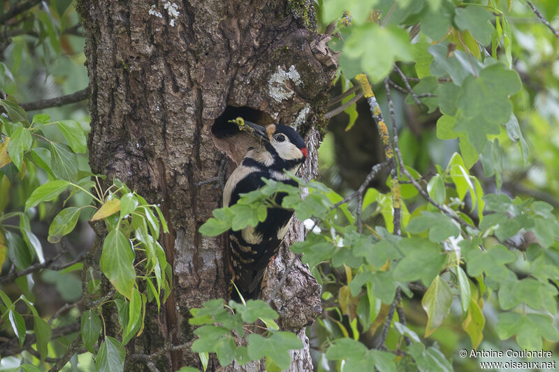 Great Spotted Woodpecker male adult breeding, feeding habits, Reproduction-nesting