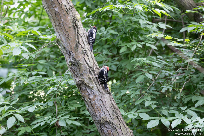 Great Spotted Woodpeckerjuvenile