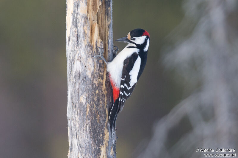 Great Spotted Woodpecker male adult breeding