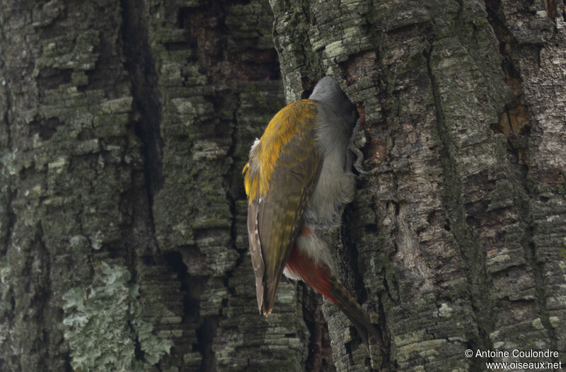 African Grey Woodpecker female adult breeding, Reproduction-nesting