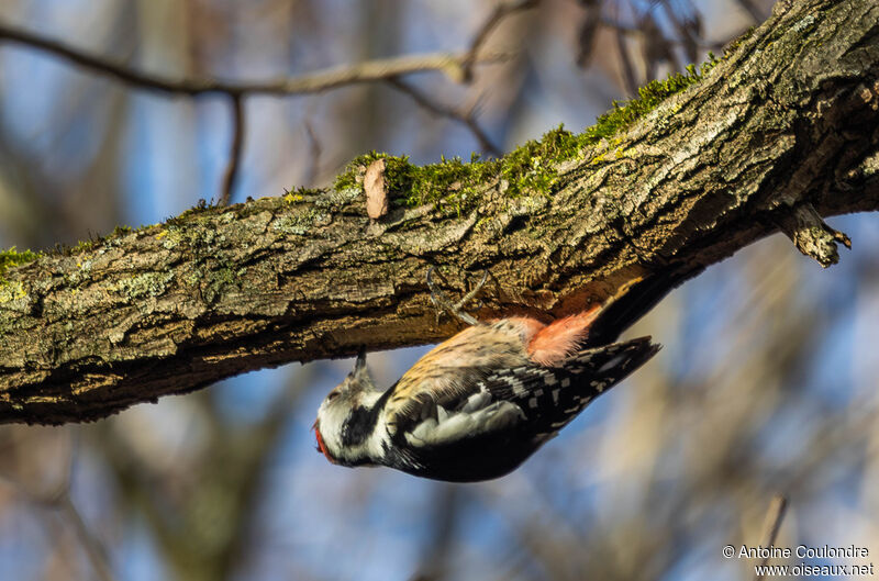 Middle Spotted Woodpeckeradult