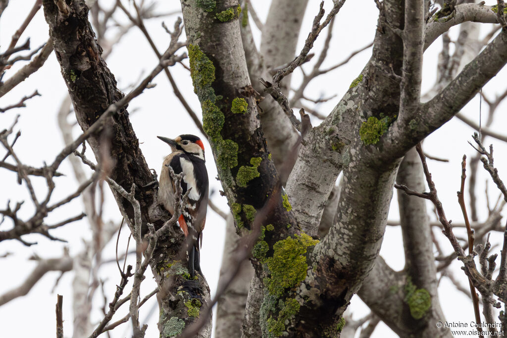 Syrian Woodpecker