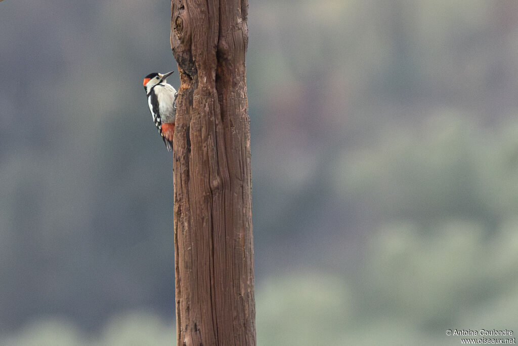 Syrian Woodpecker