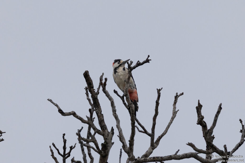 Syrian Woodpecker