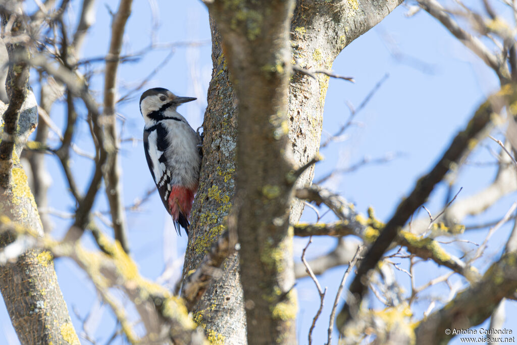 Syrian Woodpecker