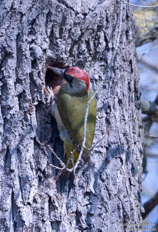 European Green Woodpecker male adult breeding, Reproduction-nesting