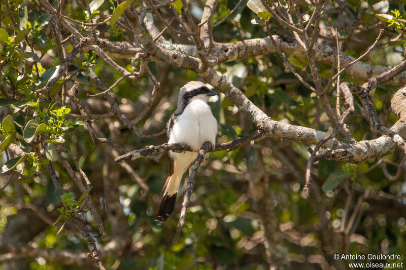 Grey-backed Fiscaladult