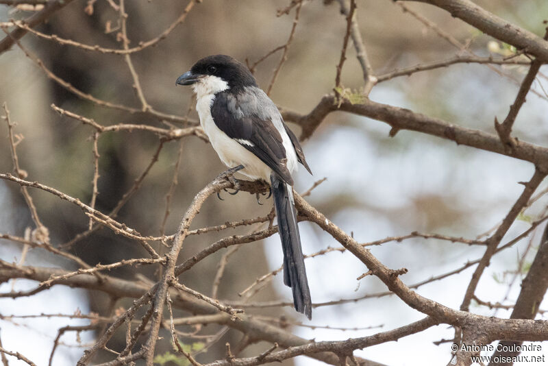 Long-tailed Fiscaladult