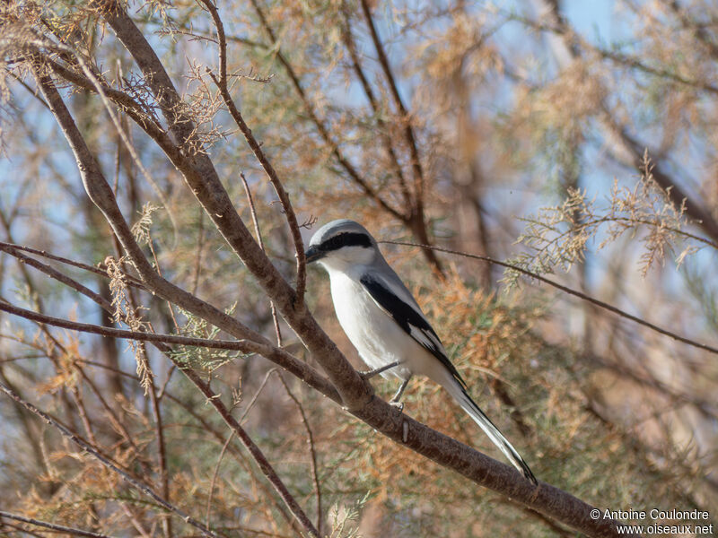 Great Grey Shrikeadult