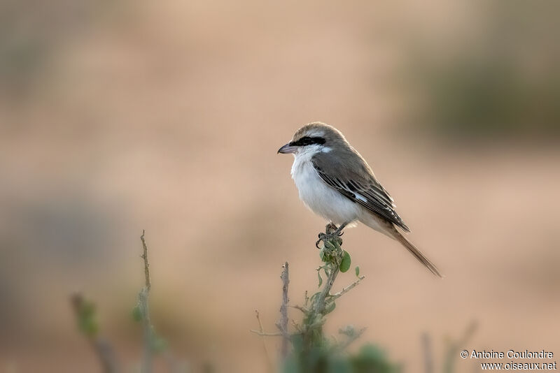 Isabelline Shrike male adult