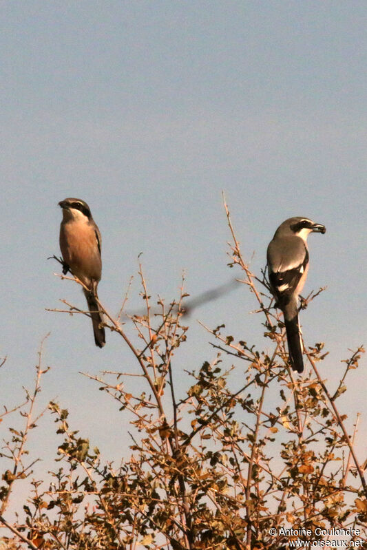 Iberian Grey Shrikeadult