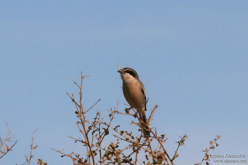 Iberian Grey Shrike female adult breeding