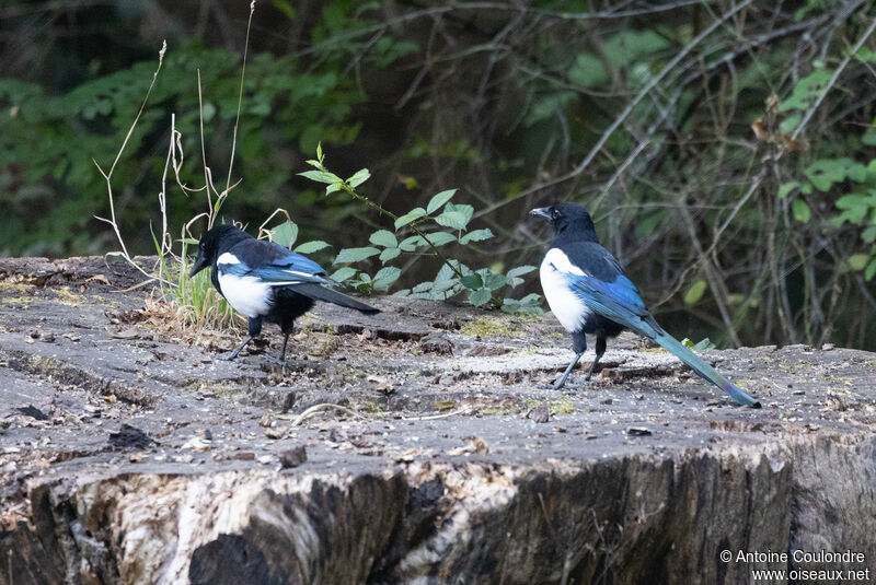 Eurasian Magpieadult