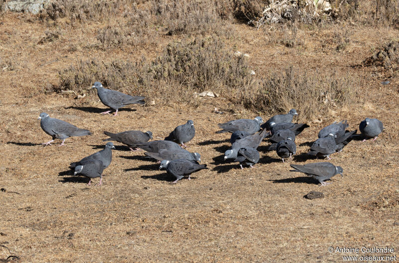 Pigeon à collier blancadulte, mange