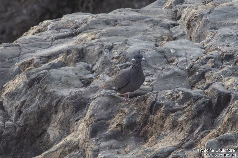 Pigeon à collier blancadulte, marche