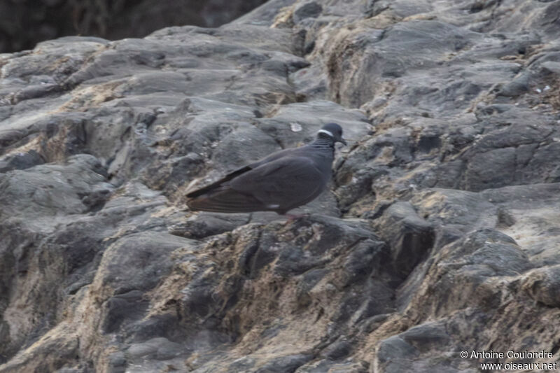 White-collared Pigeonadult, walking