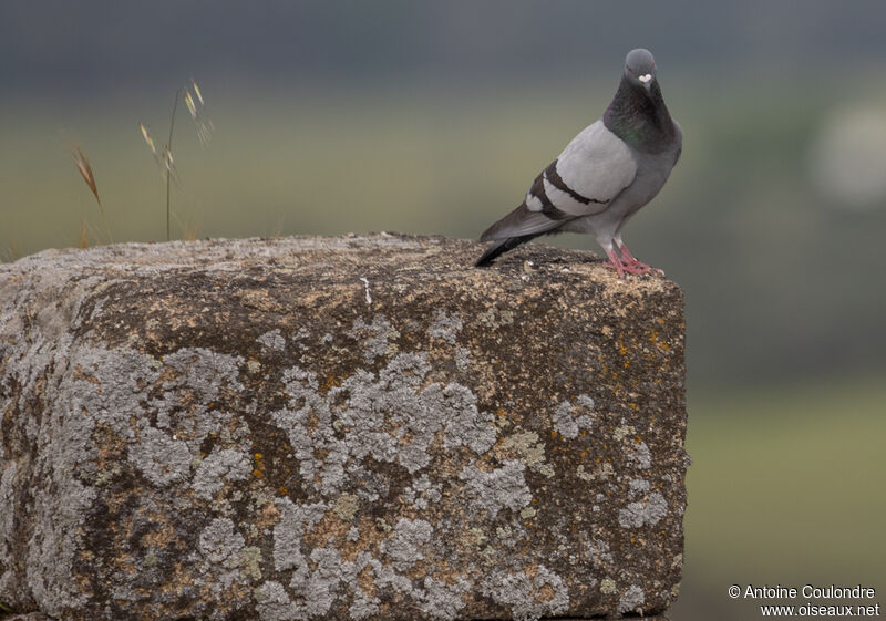 Pigeon bisetadulte