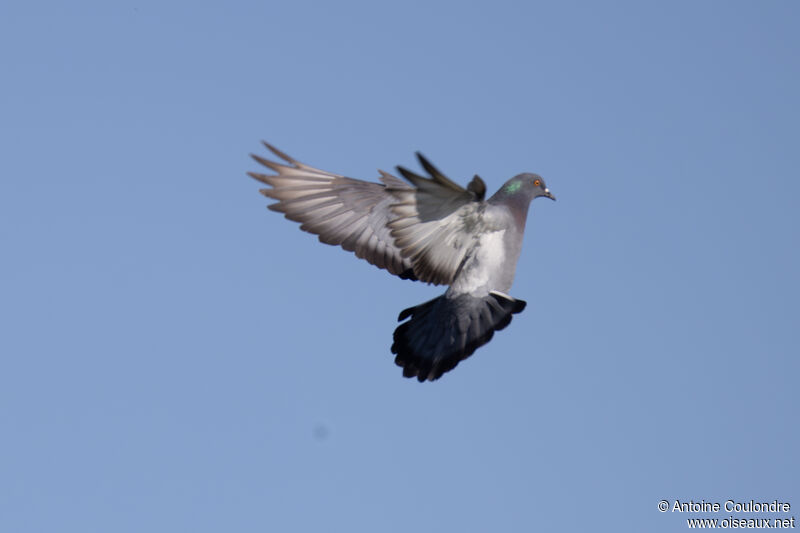 Pigeon bisetadulte, Vol