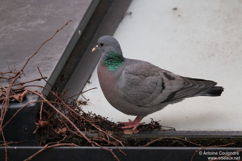 Pigeon colombin